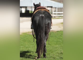 American Morgan Horse, Gelding, 10 years, 15,1 hh, Roan-Blue