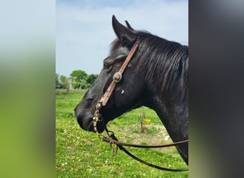 American Morgan Horse, Gelding, 10 years, 15,1 hh, Roan-Blue