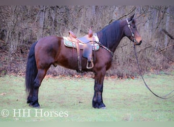 American Morgan Horse, Gelding, 10 years, 15,3 hh, Bay