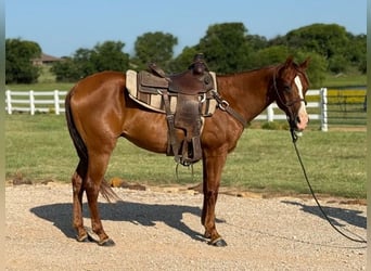 American Morgan Horse, Gelding, 12 years, 15.1 hh, Sorrel