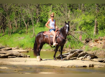 American Morgan Horse, Gelding, 13 years, 14,3 hh, Black