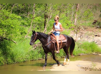 American Morgan Horse, Gelding, 13 years, 14,3 hh, Black