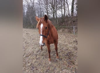 American Morgan Horse, Gelding, 13 years, 15,2 hh, Chestnut-Red