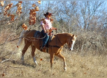 American Morgan Horse Mix, Gelding, 15 years, 15,2 hh, Palomino