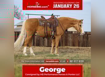 American Morgan Horse Mix, Gelding, 15 years, 15,2 hh, Palomino