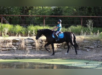 American Morgan Horse, Gelding, 16 years, 15 hh, Black