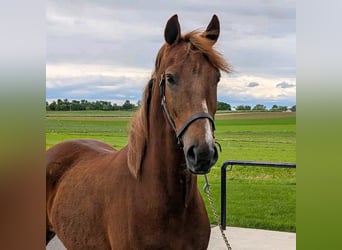 American Morgan Horse, Gelding, 1 year, Brown
