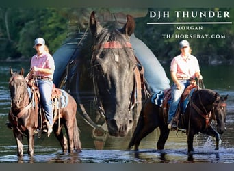 American Morgan Horse, Gelding, 3 years, 15 hh, Black