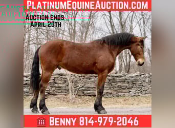 American Morgan Horse, Gelding, 3 years, 16 hh, Bay