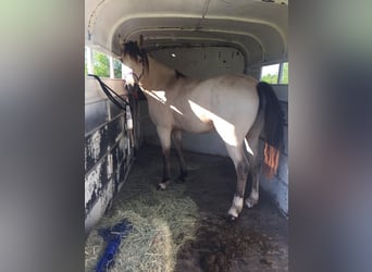 American Morgan Horse Mix, Gelding, 3 years, 19,1 hh, Grey