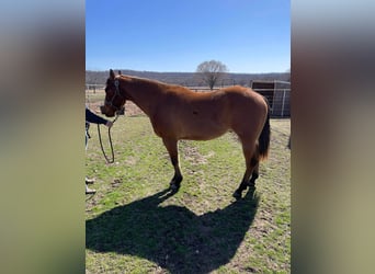 American Morgan Horse, Gelding, 3 years, 5,3 hh, Brown