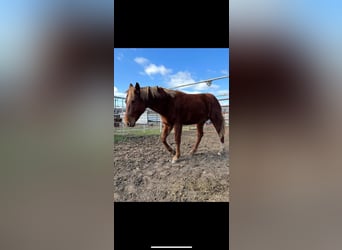 American Morgan Horse, Gelding, 3 years, 5,3 hh, Brown