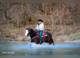 American Morgan Horse, Gelding, 5 years, 14,2 hh, Black