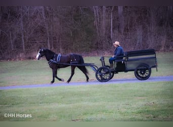 American Morgan Horse, Gelding, 5 years, 14,2 hh, Black