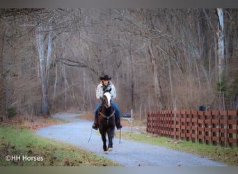 American Morgan Horse, Gelding, 5 years, 14,2 hh, Black