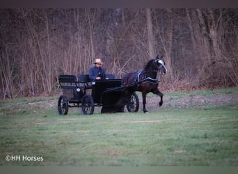 American Morgan Horse, Gelding, 5 years, 14,2 hh, Black