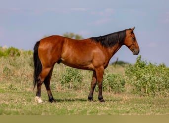 American Morgan Horse, Wallach, 5 Jahre, 15 hh, Rotbrauner