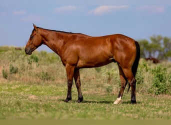 American Morgan Horse, Gelding, 5 years, 15 hh, Bay
