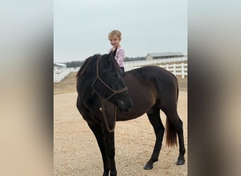 American Morgan Horse, Gelding, 5 years, 15 hh, Black