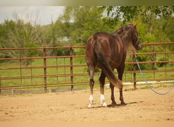 American Morgan Horse, Gelding, 5 years, 15 hh, Chestnut