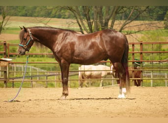American Morgan Horse, Gelding, 5 years, 15 hh, Chestnut