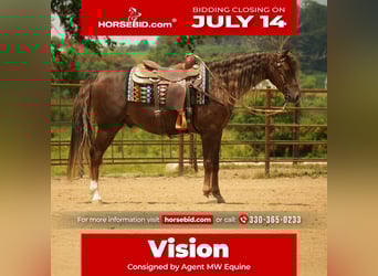 American Morgan Horse, Gelding, 5 years, 15 hh, Chestnut