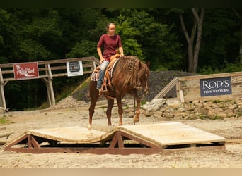 American Morgan Horse, Gelding, 5 years, 15 hh, Chestnut