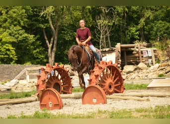 American Morgan Horse, Gelding, 5 years, 15 hh, Chestnut