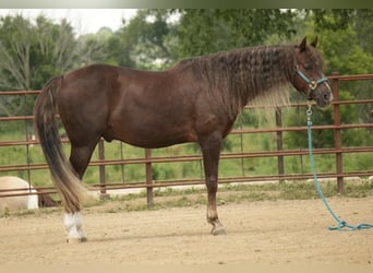 American Morgan Horse, Gelding, 5 years, 15 hh, Chestnut