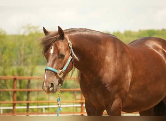 American Morgan Horse, Gelding, 5 years, 15 hh, Chestnut