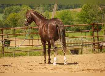 American Morgan Horse, Gelding, 5 years, 15 hh, Chestnut