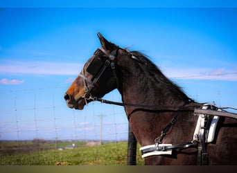 American Morgan Horse, Gelding, 5 years, Bay