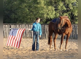 American Morgan Horse, Wallach, 5 Jahre, Dunkelfuchs