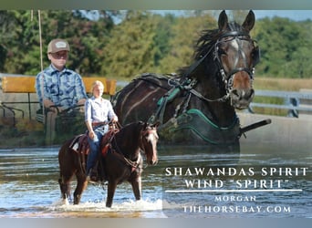 American Morgan Horse, Gelding, 6 years, 14.3 hh, Bay