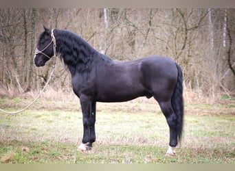 American Morgan Horse, Gelding, 6 years, 14,3 hh, Black