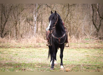 American Morgan Horse, Gelding, 6 years, 14,3 hh, Black