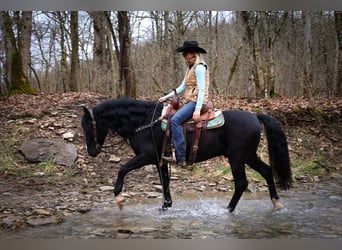 American Morgan Horse, Gelding, 6 years, 14,3 hh, Black