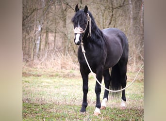 American Morgan Horse, Gelding, 6 years, 14,3 hh, Black