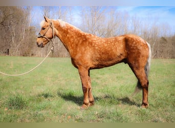 American Morgan Horse, Gelding, 6 years, 14.3 hh, Palomino