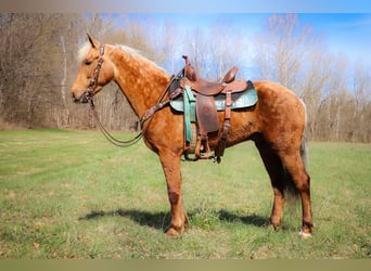 American Morgan Horse, Gelding, 6 years, 14.3 hh, Palomino