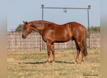 American Morgan Horse, Gelding, 6 years, Chestnut