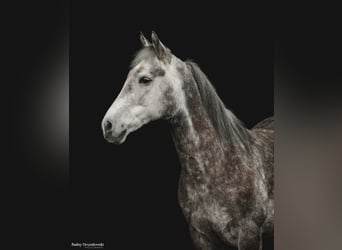 American Morgan Horse, Gelding, 7 years, 14.2 hh, Gray-Dapple
