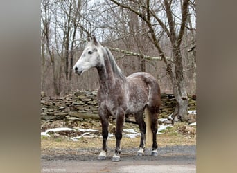 American Morgan Horse, Gelding, 7 years, 14.2 hh, Gray-Dapple