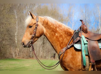 American Morgan Horse, Gelding, 7 years, 14,3 hh, Palomino