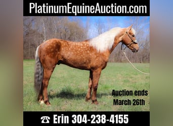 American Morgan Horse, Gelding, 7 years, 14,3 hh, Palomino