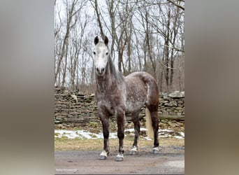 American Morgan Horse, Gelding, 8 years, 14,2 hh, Gray-Dapple