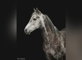 American Morgan Horse, Gelding, 8 years, 14,2 hh, Gray-Dapple