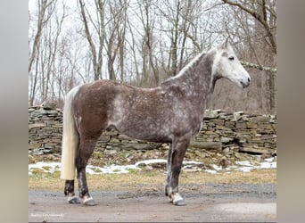 American Morgan Horse, Gelding, 8 years, 14,2 hh, Gray-Dapple