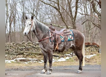 American Morgan Horse, Gelding, 8 years, 14,2 hh, Gray-Dapple