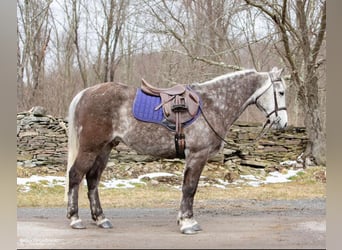 American Morgan Horse, Gelding, 8 years, 14,2 hh, Gray-Dapple